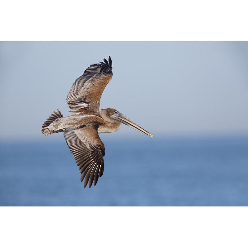 Alula Brown Pelican In Flight - Wrapped Canvas Print, 81cm H x 122cm W x 3.8cm D