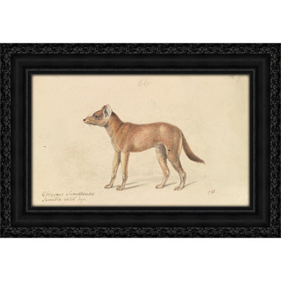 Dhole of Sumatra (1837)