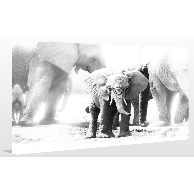 « baby éléphant », impression sur toile tendue, H 24 po x l 40 po x P 1 po
