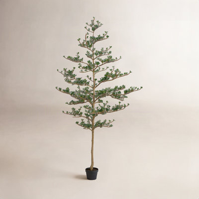 Adcock Olive Tree in Pot