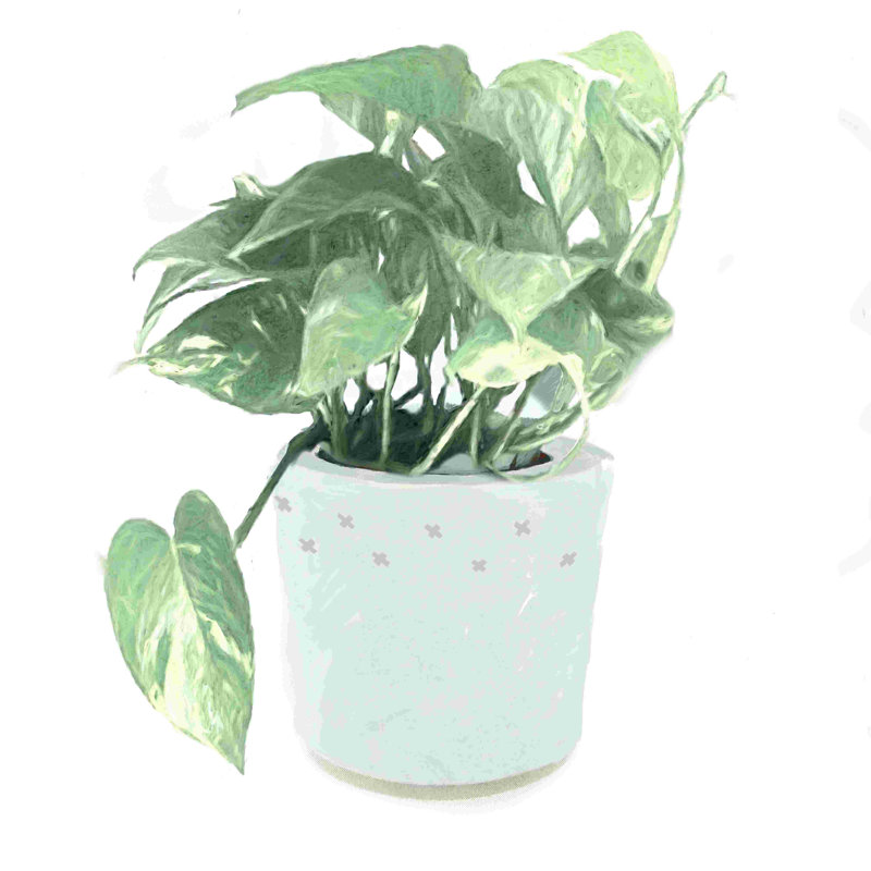Pothos en pot blanc, H 12 po x l 12 po