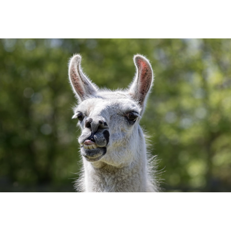 Funny Llama Animal - Wrapped Canvas Print, 30cm H x 46cm W x 3.8cm D