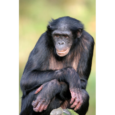 Femme singe Bonobo avec bras croisés - Photographie sur toile tendue