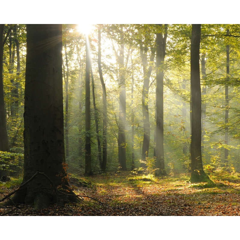 Mulloy Forest 7.83' x 118" 6 Piece Wall Mural Set