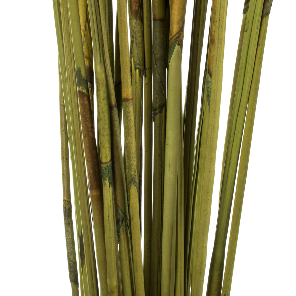 Dried Elephant Reed Stems, Basil