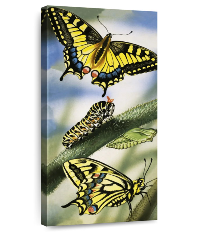 Butterflies
