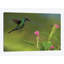 «Colibri à bec d'épée et insecte, Équateur» par Tim Fitzharris - reproduction de photo sur toile tendue-30307695-72572147-72572146