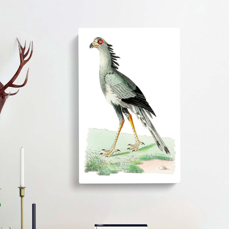 African Snake-Eater Bird by George Shaw - Wrapped Canvas, 60cm H x 40cm W x 3cm D
