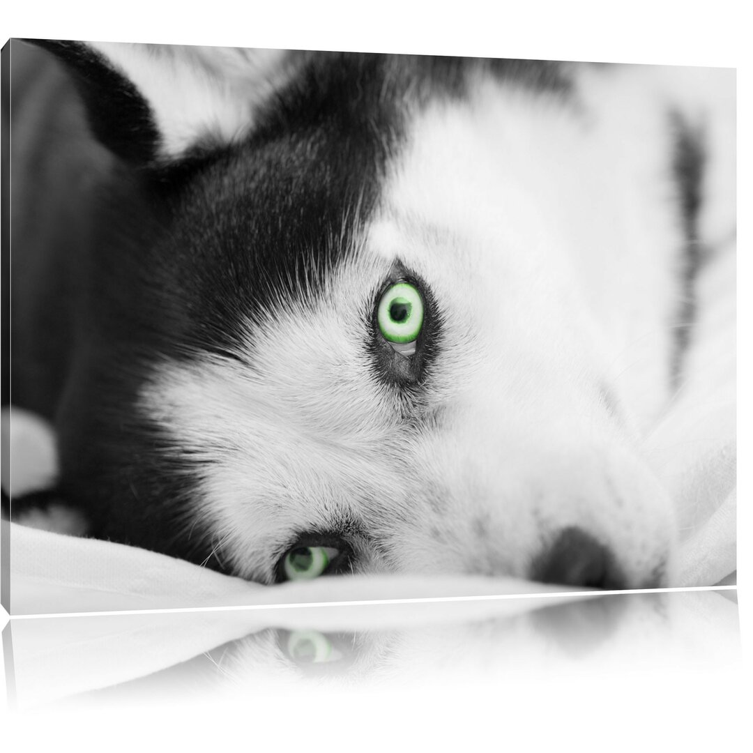 Leinwandbild Husky im Bett mit Augen