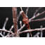 1.57' H Lighted Artificial Christmas Tree