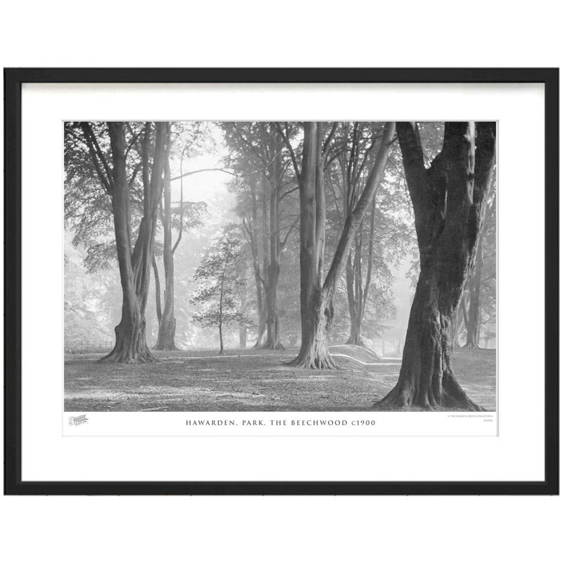 Hawarden, Park, The Beechwood C1900 by Francis Frith - Single Picture Frame Print, 45cm H x 60cm W x 2.3cm D