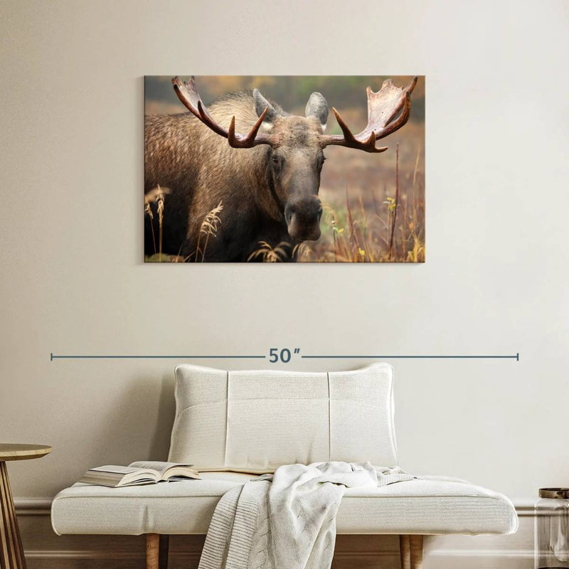 Brampt Male Moose, 24" H x 36" W