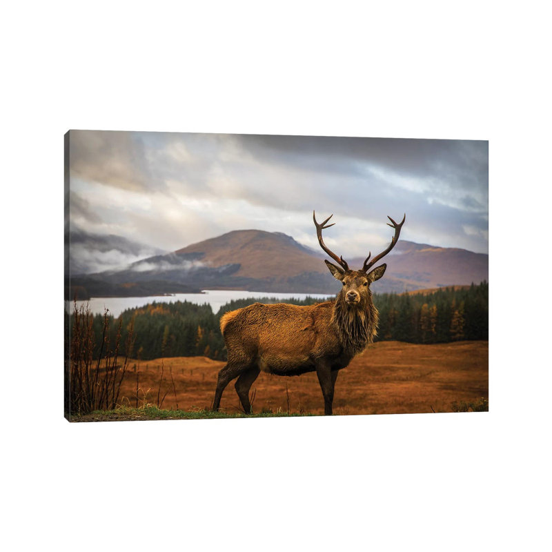 Scottish Stag by Adrian Popan - Wrapped Canvas Gallery-Wrapped Canvas Giclée, 101.6 cm H x 66.04 cm W x 1.91 cm D