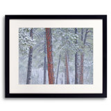 Winter Ponderosa Pine Forest Print by Bruce Heinemann