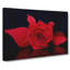 Rose Flower - Wrapped Canvas-55323298