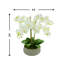 Orchid Arrangement in a Round Fiberstone Planter