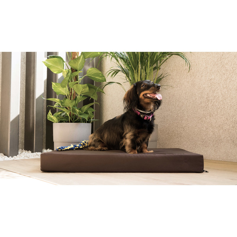 Trevin Orthopedic Codura Pet Bed, Brown, 9cm H x 122cm W x 76cm D, Double Extra Large