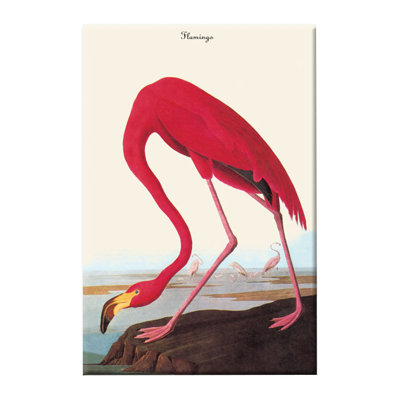 John Audubon - Wrapped Canvas Graphic Art
