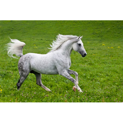 Gray Arab Horse by Kotomiti - Wrapped Canvas Print