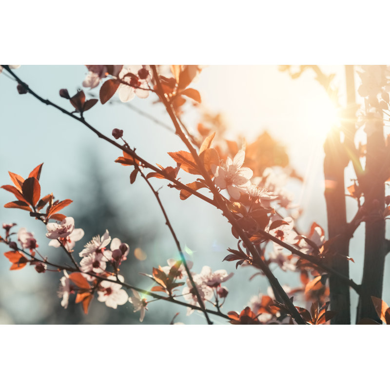 Springtime by Martin-dm - Wrapped Canvas Print, 30cm H x 46cm W x 3.8cm D