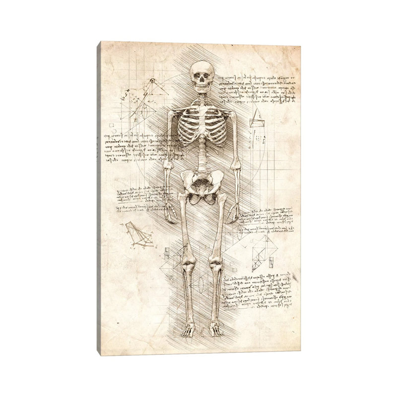 Human Skeleton by Cornel Vlad - Wrapped Canvas Gallery-Wrapped Canvas Giclée, 66.04 cm H x 45.72 cm W