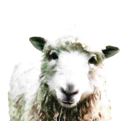 Painterly Sheep - impression sur toile tendue