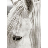 Focusing On White Horse II Print by Mari Urasawa