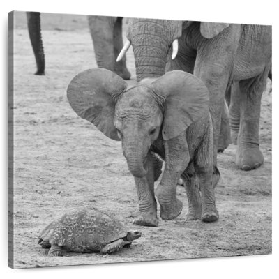 Crowle Elephant Baby I
