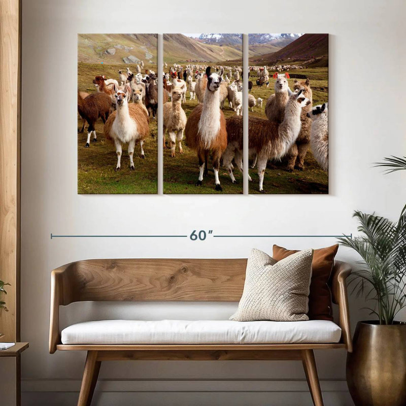 Brampt Peruvian Alpacas And Llamas, 32" H x 50" W