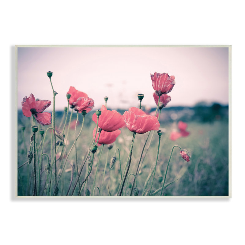 Champ de coquelicots d'automne - photographie, Plaque murale, H 10 po x l 15 po