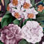 Floral Wallpaper Double Roll