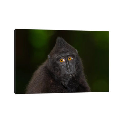 Black Crested Macaque Youngster by Mogens Trolle - Wrapped Canvas Gallery-Wrapped Canvas Giclée