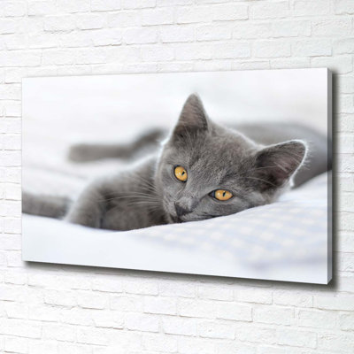 Gray Cat - Wrapped Canvas Print