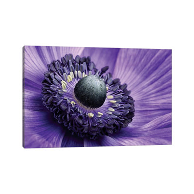Poppy Anemone Stamen, Lincolnshire, England by Mark Johnson - Wrapped Canvas Print