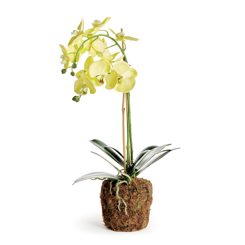 Phalaenopsis Orchid Drop-In – 23", Yellow