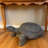 Gospodarczyk Tortoise Statue
