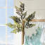 MAIDENHAIR FERN STEM