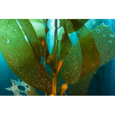 Giant Kelp - Wrapped Canvas Print