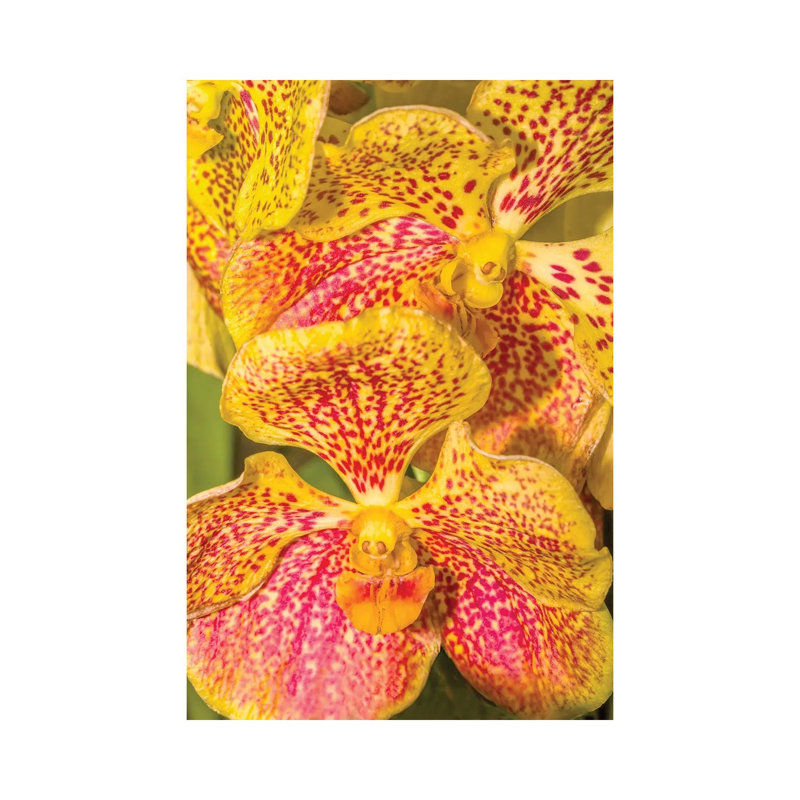 Close-Up Of Orchid Flowers, Sarasota, Florida, USA by Panoramic Images - Gallery-Wrapped Canvas Giclée on Canvas