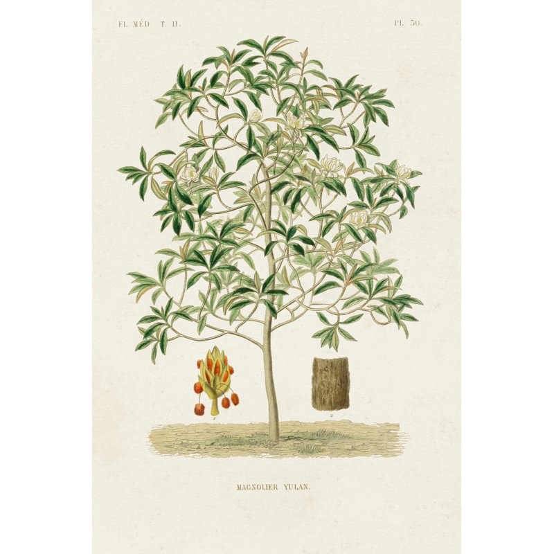 Antique Tree With Fruit VI - Wrapped Canvas Print, 45.72cm H x 30.48cm W