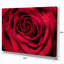 «Red Rose Petals with Rain Droplets», photographie-401517742-401517744