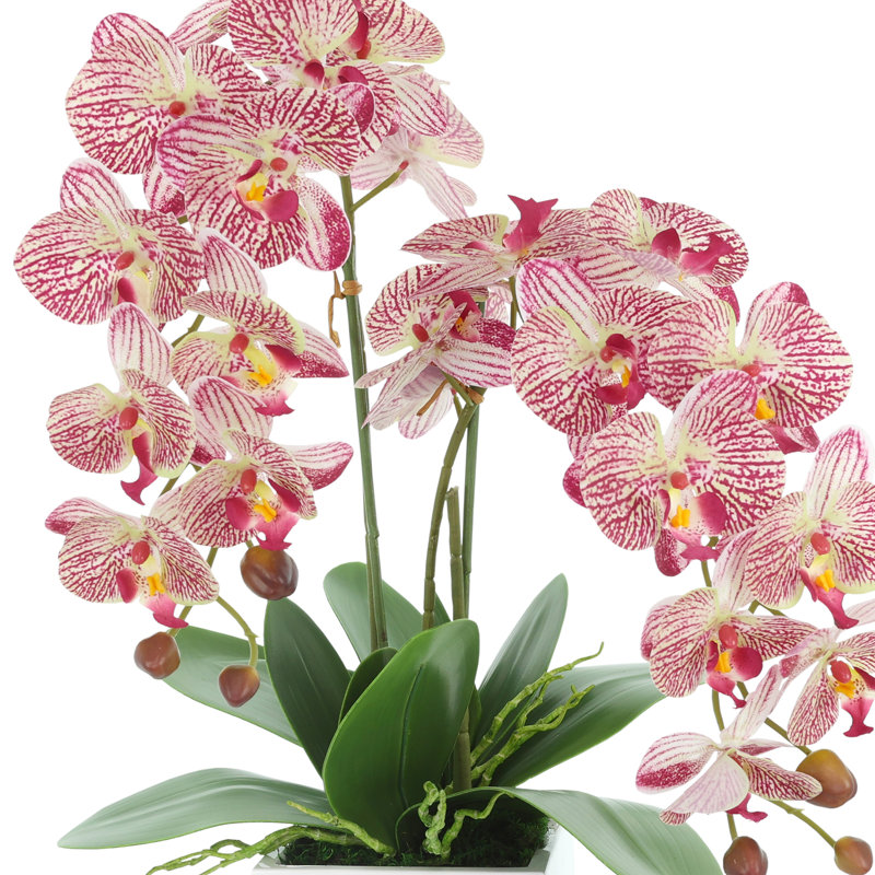 Orchid Arrangement in Square Fiberstone Pot, Pink