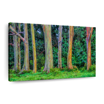 " Eucalyptus Rainbow Trees "