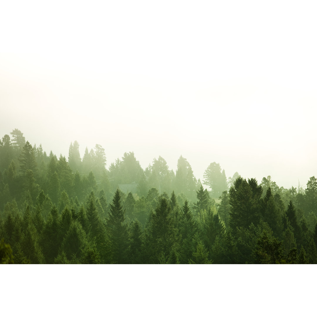 Wald Hintergrund von Pgiam - Drucken