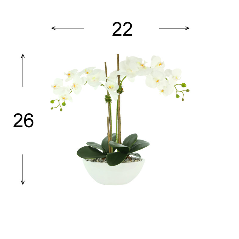 White Orchids In A Ceramic Pot With Rocks And Moss