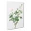 White Downy Rose by Pierre-Joseph Redoute - Wrapped Canvas Print-55305090