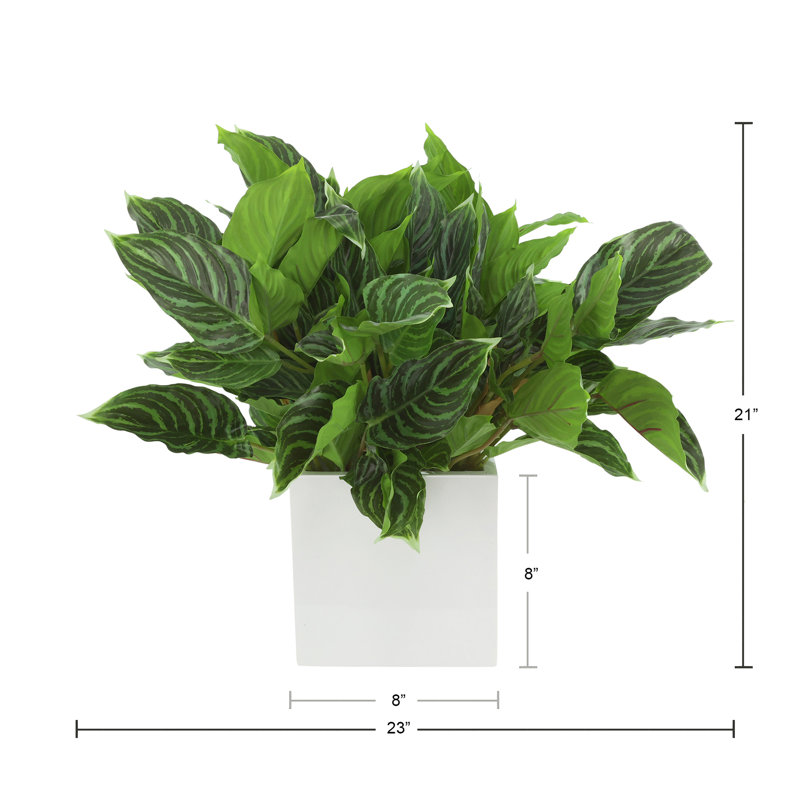 Rohdea Japonica Plant in Fiberstone Pot