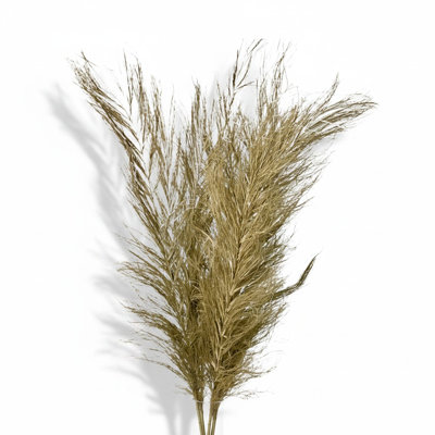 Branches de dattes naturelles (ensemble de 10)