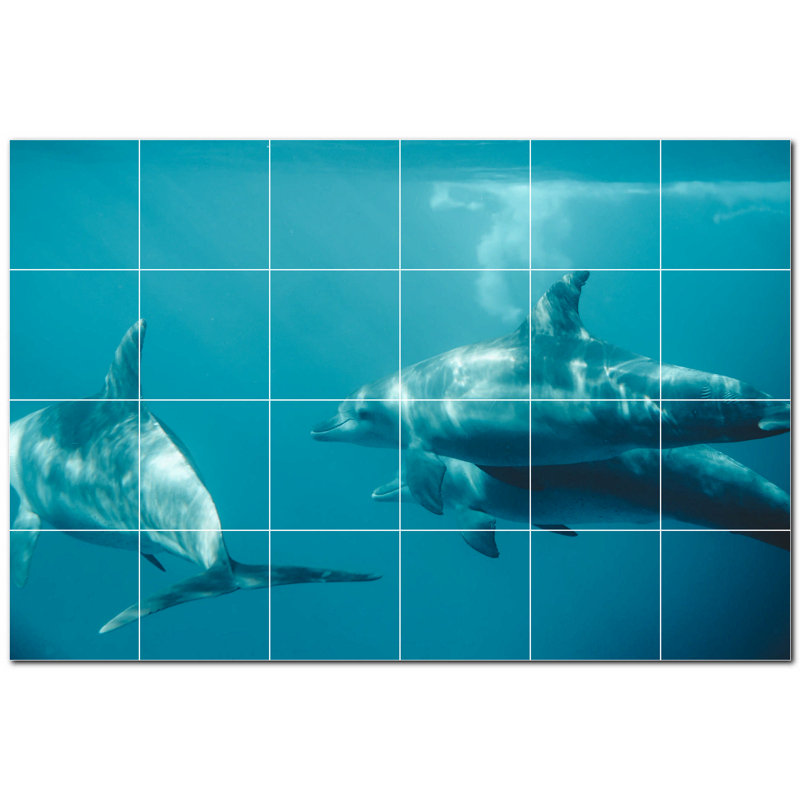 Dauphin photo 12 x 12