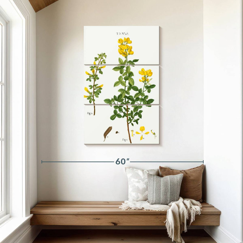 Cytisus cytisus biflorus Keiri, H 45 po x l 28 po